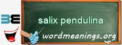 WordMeaning blackboard for salix pendulina